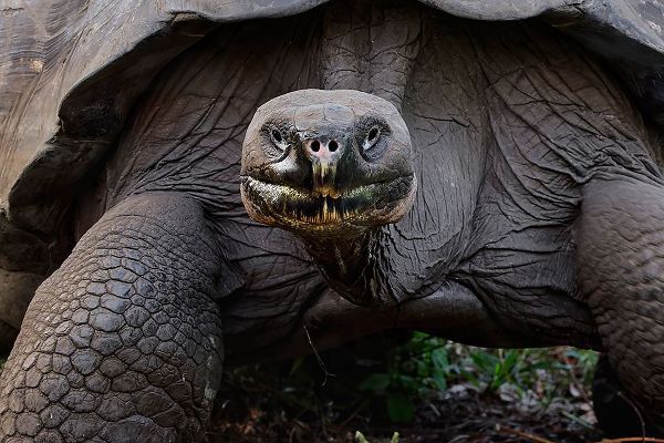 Jones, Adam 아티스트의 Galapagos giant tortoise Genovesa Island-Galapagos Islands-Ecuador작품입니다.